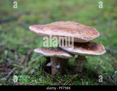 three blusher mushrooms in the woods