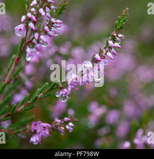 Dew on common heather flowers Stock Photo