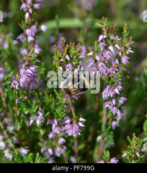 Heath bumblebee collecting nectar from heather flowers Stock Photo