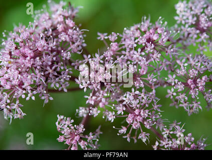 Close-up of pink Wild Angelica umbel flowers Stock Photo