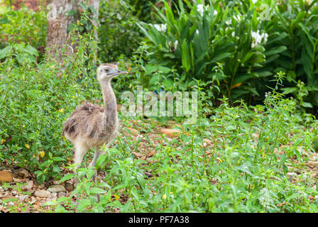 Small young ostrich bird walking in grassland in rainforest of Bolivia Stock Photo