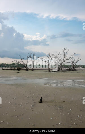 Ecology: global warming - rising sea levels - beach erosion - and hurricane damage are killing the trees of Botany Bay on Edisto Island South Carolina Stock Photo