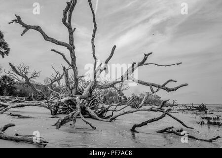 Ecology: global warming - rising sea levels - beach erosion - and hurricane damage are killing the trees of Botany Bay on Edisto Island South Carolina Stock Photo