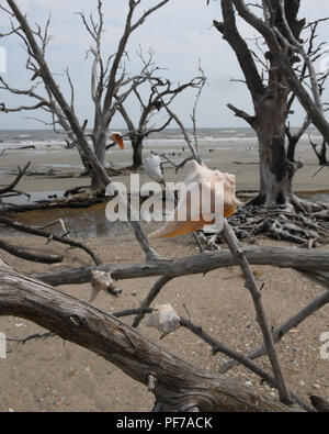 Whelk shells adorn dead trees of Botany Bay on Edisto Island South Carolina: global warming - rising sea levels - beach erosion - hurricane damage Stock Photo