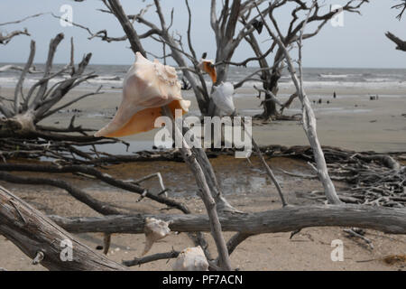 Whelk shells adorn dead trees of Botany Bay on Edisto Island South Carolina: global warming - rising sea levels - beach erosion - hurricane damage Stock Photo