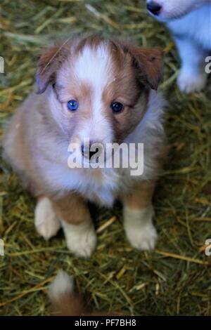 sheltie puppies Stock Photo