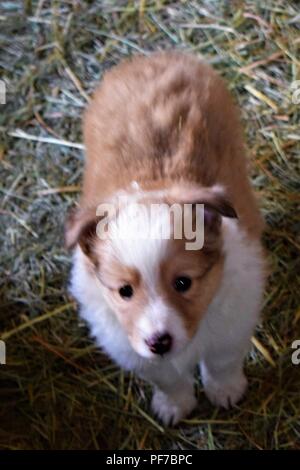 sheltie puppies Stock Photo