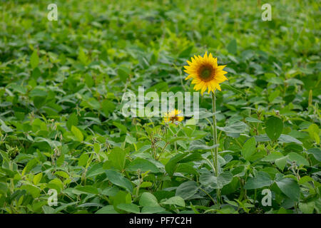 A farmer's garden with bean plants and a blooming sunflower summer day. The concept of growing organic products Stock Photo