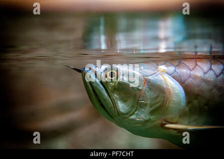 Close-up of scleropages fish floating and looking at the camera in an aquarium Stock Photo
