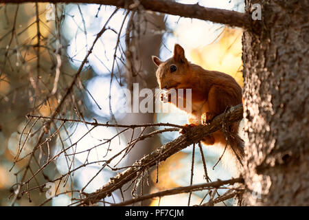 A small red-haired squirrel eats a piece of bread and sits on a tree branch against a blue sky on a warm summer day Stock Photo