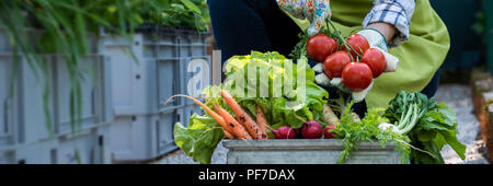 Unrecognisable female farmer holding crate full of freshly picked vegetables in her garden. Homegrown bio produce concept. Sustainable farm concept ba Stock Photo