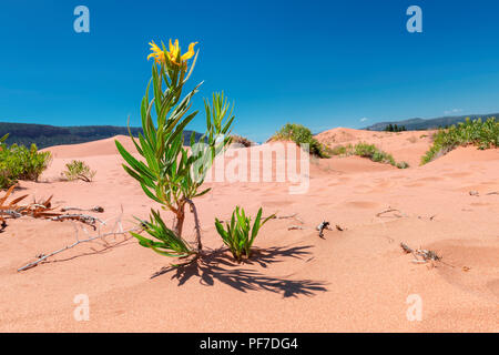 Yellow flowers in the sand dunes of the desert Stock Photo