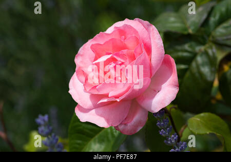 Closeup of a single pink rose (Rosa) in July in the UK. Stock Photo