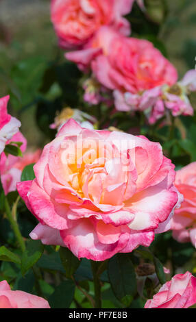 Closeup of a single pink rose (Rosa) in July in the UK. Portrait Stock Photo