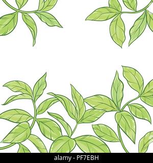 tea leaves vector frame on white background Stock Vector