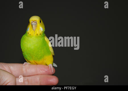 Green and yellow budgerigar parakeat bird sitting on human hand fingers with copy space and dark background Stock Photo