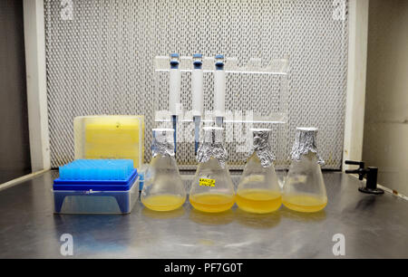 liquid bacterial growth medium Stock Photo
