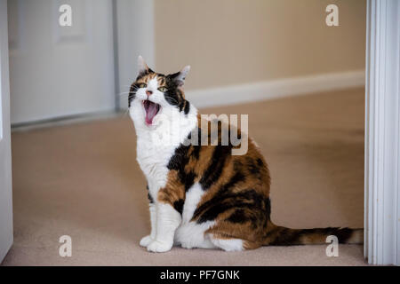 Funny cute expression face female calico cat sitting on carpet in home room inside house, green eyes, funny yawning with open mouth meme Stock Photo