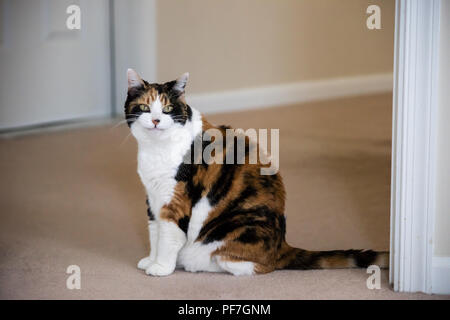 Funny cute expression face female calico cat sitting on carpet in home room inside house, green eyes smiling mouth funny meme Stock Photo
