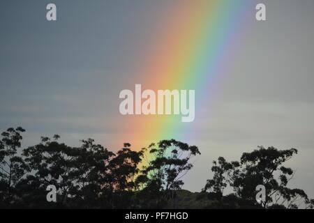 Rainbow against grey cloudy sky. Thick lines of pink, orange, yellow, green, blue, purple. Striking colours in this, treetops, Australia Stock Photo