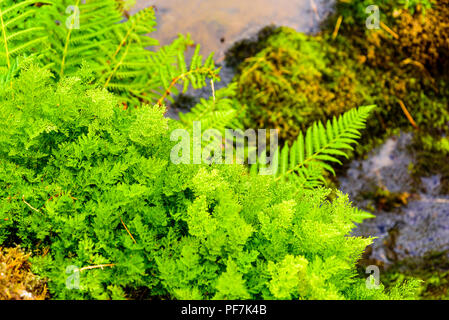 Parsley fern (Cryptogramma crispa) in Third Gill, a tributary of Sail Beck above Buttermere in the Lake District Stock Photo