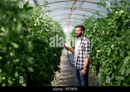 Man spraying tomato plant in greenhouse Stock Photo