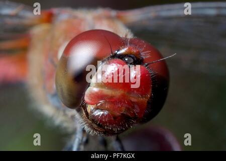 Red dragonfly macro portrait Stock Photo