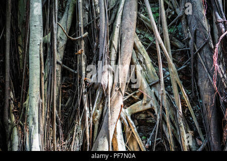 Closeup view of a wall covered by banyan tree roots in treehouse in Anping district Tainan Taiwan Stock Photo