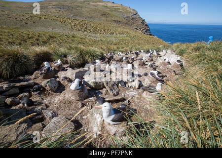 a sea gull is living in antarctica and is looking for some food Stock Photo