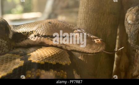 A large reticulated python in a tight close up as it's forked tongue extends Stock Photo