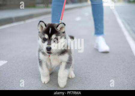 Little husky puppy runs on a leash on the road. Stock Photo