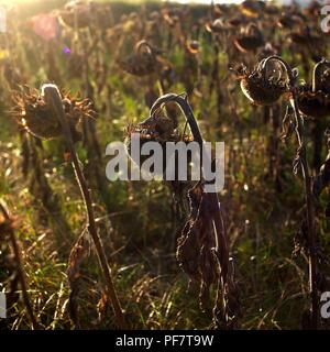 Closeup shot of wilting sunflowers in the filed under the sunlight Stock Photo