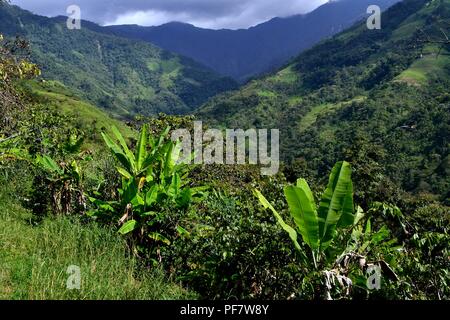 Banana plantation in LA ZUNGA - Ecuador border -San Ignacio- Department  of Cajamarca .PERU                  Stock Photo
