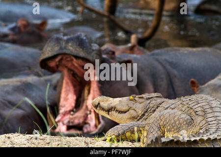 As the Katuma River dries put crocodiles and hippo are obliged to live in very close proximity and the croc, despite being an apex predator in the aqu Stock Photo