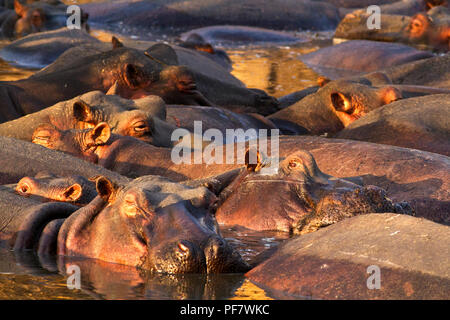 As the dry season progresses and the Katuma River dries up the hippo population of Katavi has to congregate in huge numbers in the few springs and see Stock Photo