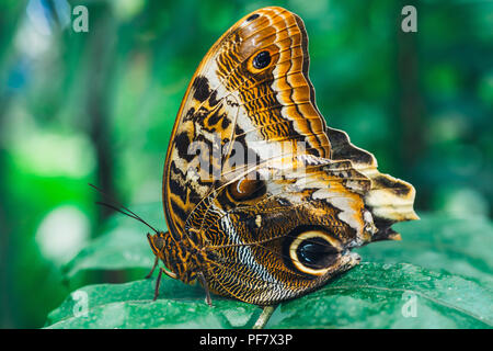 Close up of Caligo memmon butterfly Stock Photo