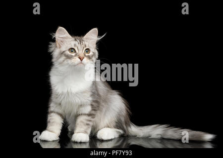 Silver Tabby Siberian kitten with furry coat sitting and Looking at side on isolated black background with reflection, front view Stock Photo