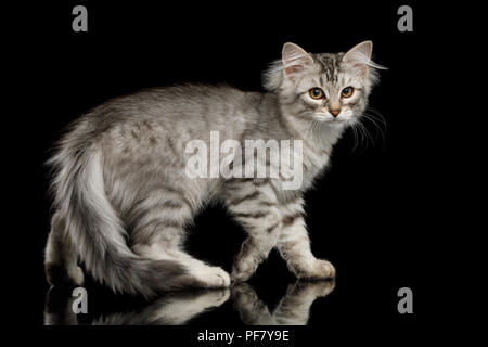 Walking Silver Siberian kitten with furry coat Standing and Looking in camera on isolated black background with reflection Stock Photo
