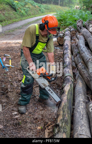 Lumberjack cutting trees with a chainsaw in forest Stock Photo