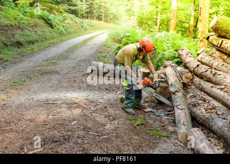 Lumberjack cutting trees with a chainsaw in forest Stock Photo