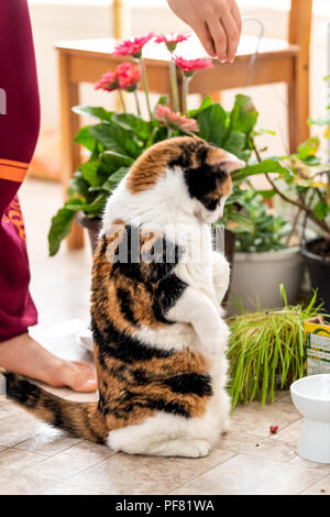 Hungry, funny calico cat sitting, standing on hind legs waiting to be fed with meat food on sunny day in kitchen with bowl, green plants Stock Photo