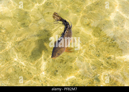 A lonely Koi fish swimming aimlessly in garden pond. Stock Photo
