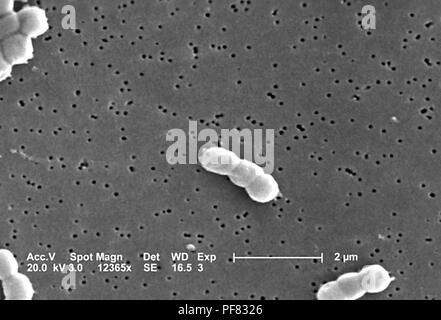 Gram-negative, non-motile Acinetobacter baumannii bacteria revealed in the 12365x magnified scanning electron microscopic (SEM) image, 2004. Image courtesy Centers for Disease Control (CDC) / Matthew J. Arduino, DrPH, Janice Carr, Jana Swenson. () Stock Photo