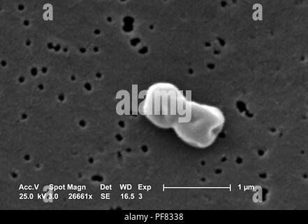 Gram-negative, non-motile Acinetobacter baumannii bacteria revealed in the 26661x magnified scanning electron microscopic (SEM) image, 2004. Image courtesy Centers for Disease Control (CDC) / Matthew J. Arduino, DrPH, Janice Carr, Jana Swenson. () Stock Photo