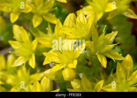 Biting Stonecrop (sedum acre), also known as Wallpepper, a closeup of the flowers. Stock Photo