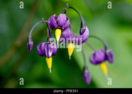 Bittersweet (solanum dulcamara), also know as Woody Nightshade, a close up of the flowers with low depth of field. Stock Photo