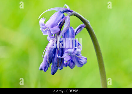 Bluebell (hyacinthoides non-scripta, also endymion non-scriptus), a close up of a solitary flower against a plain green background. Stock Photo