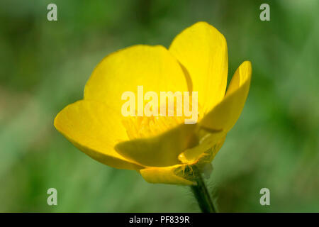 Bulbous Buttercup (ranunculus bulbosus), close up of a single flower with a plain green background. Stock Photo