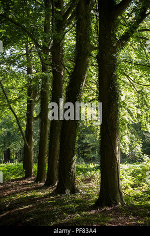 Old trees grown in a straight line toward the sun shine behind. Stock Photo