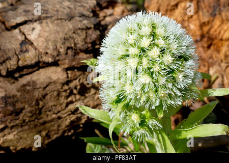 White Butterbur (petasites alba), close up of the female flower head against a fallen log. Stock Photo